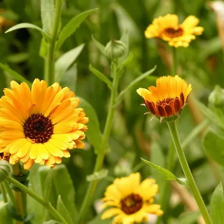 Δωμάτια σε οικογενειακή κατοικία Ulli 1 *